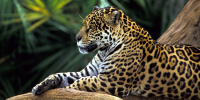 4074_Jaguar-In-Amazon-Rainforest_3_200x100